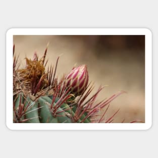 Closeup of Bud on Barrel Cactus Sticker